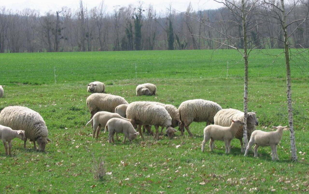 מלון Montesquieu-Volvestre La Ferme Montplaisir מראה חיצוני תמונה